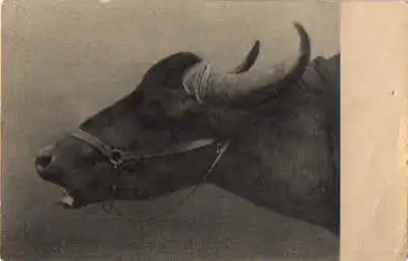 Kuh mit Geschirr, * ca. 1920