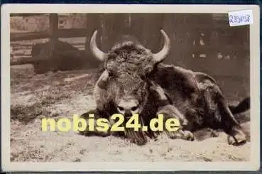 Berlin Zoologischer Garten Wisent Stier o 13.7.1957