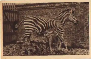 Zebra mit Fohlen  * ca. 1930