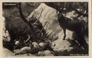 Gemsennest * ca. 1930