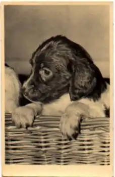 Cavalier King Charles Spaniel Welpe Echtfoto * ca. 1950