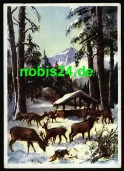 Hirsche im Winter Künstlerkarte Pohl *ca. 1960