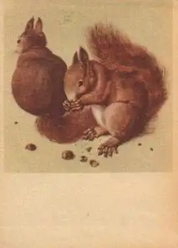 Eichhörnchen bei Nüsseknacken Künstlerkarte Albrecht Dürer * ca. 1950