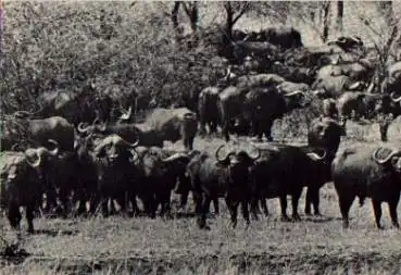 Wasserbüffel in Krüger National Park *ca. 1960
