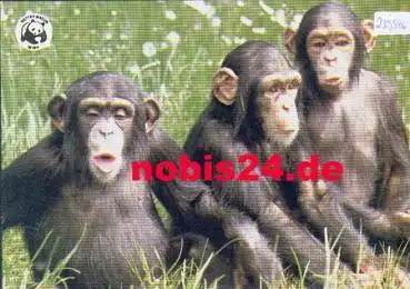 Affen 3 Schimpansen *ca. 1970