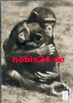 Affen Schimpansen *ca. 1970