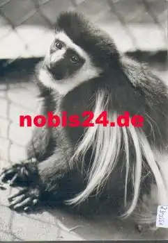 Dresden Zoologischer Garten Affen Gueraeza Affe * um 1970
