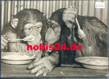 Affen Schimpansen beim Brei essen o 5.7.1965