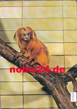 Löwenaffe Zoologischer Garten Berlin o 26.7.1967