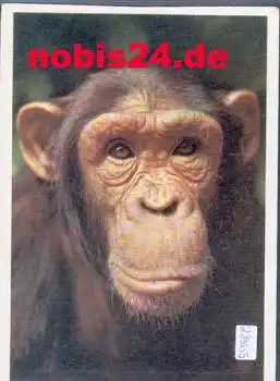 Affen Schimpanse gebr. ca. 1950