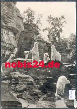 Eisbären Freianlage Zoologischer Garten Berlin gebr. ca. 1960