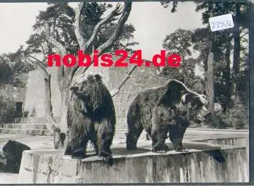 Rostock Zoologischer Garten Kodiakbären *ca. 1970