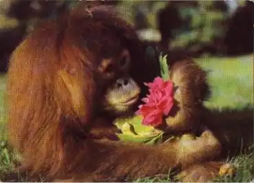 Dresden Zoologischer Garten Affe Orang-Utan *ca. 1980