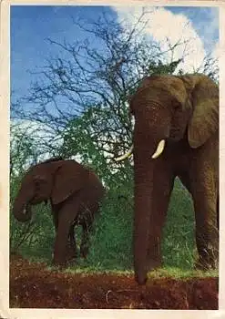 Elefanten in der Steppe gebr. ca. 1960