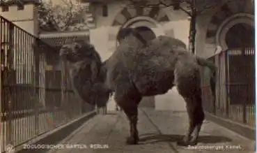 Kamel Zooligischer Garten Berlin *ca. 1920