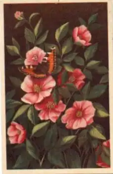 Schmetterling auf Blumen sitzende o 1.8.1963