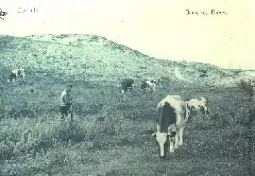 Belgien Kühe auf der Weide o 10.3.1915