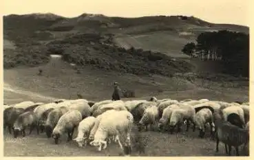 Schafe Landschaft zu Kloster * ca. 1950