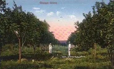 Landwirtschaft, Orangenplantage * ca. 1920