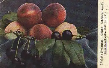 Pfirsich Kirsche Lebensmittel o 18.10.1910