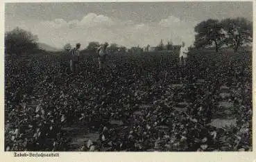 Tabakplantage in Afrika  * 1936