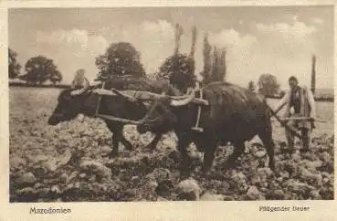 135425 Mazedonien Pflügender Bauer landwirtschaft o 05.01.1917