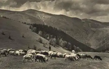 Schafe, Echtfoto, o ca. 1960