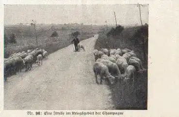 Schafe Idylle im Kriegsgebiet der Champagne gebr. 1916