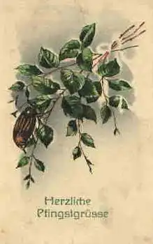 Maikäfer Pfingsten   * ca. 1920