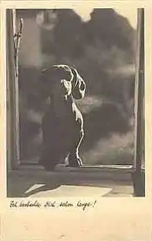 Dackel im Fenster Fotokarte o 9.12.1939