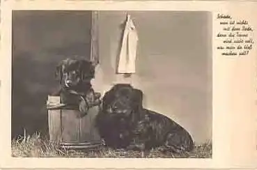 Dackel mit Welpen Fotokarte *ca.1930