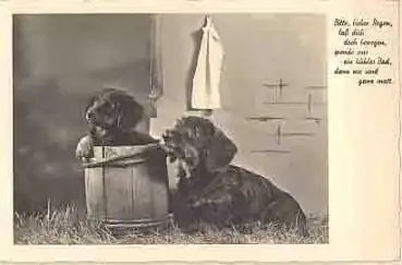 Dackel mit Welpen im Fass *ca.1940