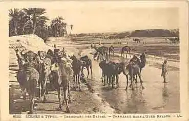 Kamele an der Tränke (Arabien) * ca.1920