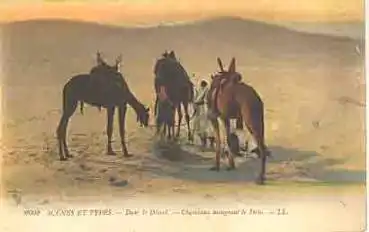 Kamele in der Wüster  (Arabien) o 30.9.1911