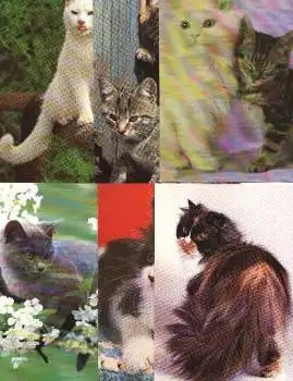 Katzen, 6 verschiedene Asichtskarten, color, neu