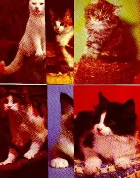Katzen 6 verschiedene Ansichtskarten