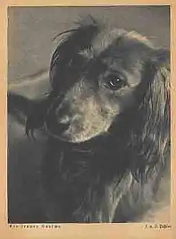 Dackel  gebr. ca.1940