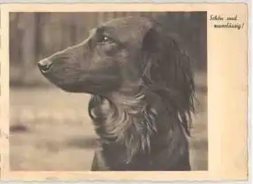 Dackel  gebr. ca. 1940