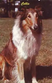 Collie, gebr. ca. 1960