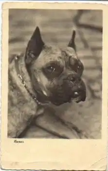 Hund Boxer Echtfoto o 1.8.1955