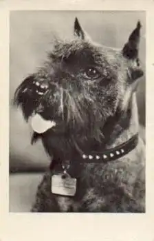 Schnauzer, Hund o 16.9.1957
