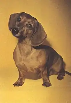 Hunde Dackel * ca. 1960