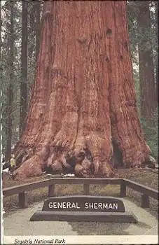 Baeume Trees General Sherman-Tree Sequoiy National Park o 14.5.1977