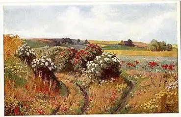 Primus Künstlerkarte "blühende Wiesen" * ca. 1910