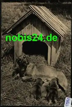 Rauhhaardackel  *ca. 1965