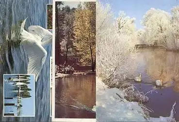 Vögel Schwäne im Winter 3 Karten * ca. 1970