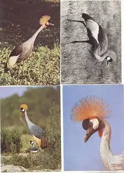 Kronenkranich 4 Karten * ca. 1970