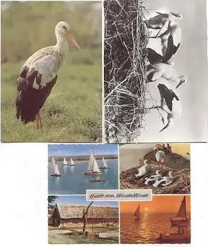 Störche 3 Karten 1970