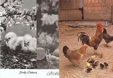 Hühner Hahn Küken 3 um 1970