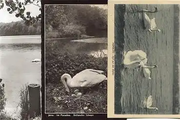 Voegel Schwäne, o ca. 1970, 3x